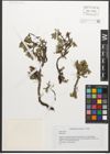 Foto von Salix retusa L.